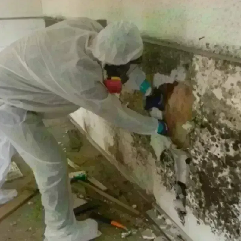 Best Mold Remediation and Removal Service in Newport, RI